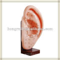 ISO HR-508B Advanced Acupuntura Auricular Modelo 13 CM